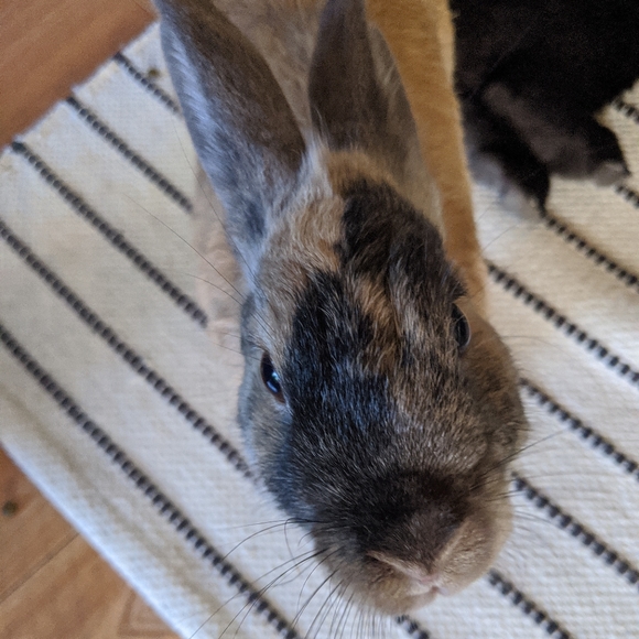 Meet your Posher, Marie - Picture 2 of 3